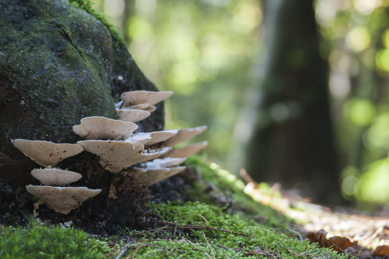 Paddestoelen