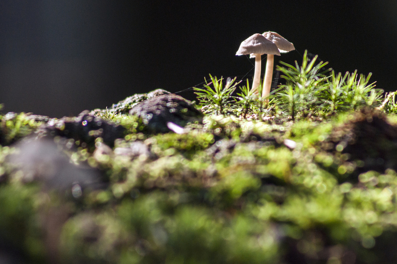 Paddestoelen