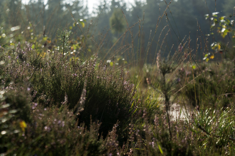 Heide