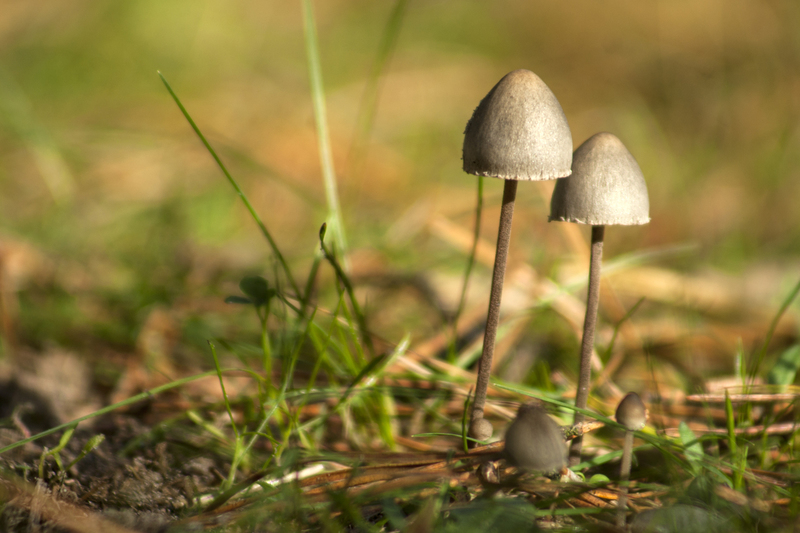 Paddestoelen