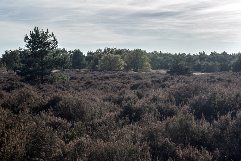 Heide