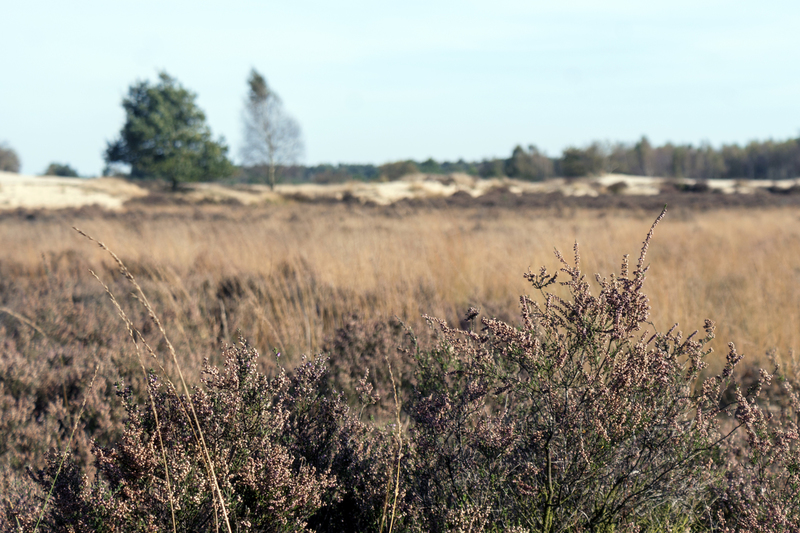 Heide