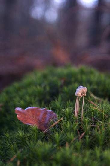 Paddestoelen
