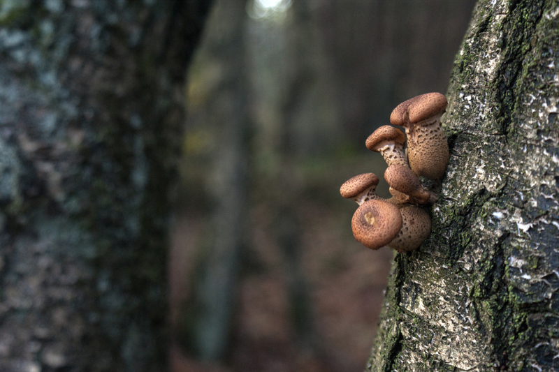 Paddestoelen