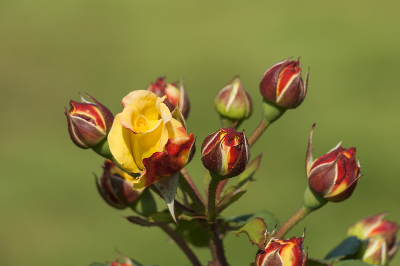 Rozen