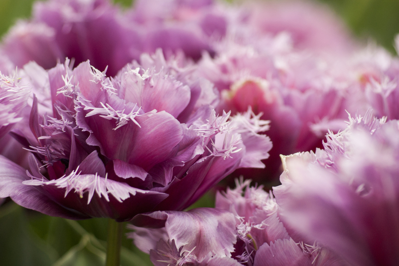 Tulpen