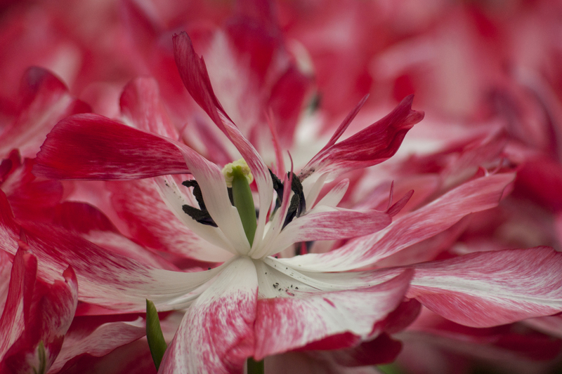 Tulp