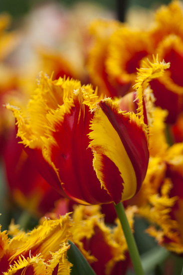 Tulp