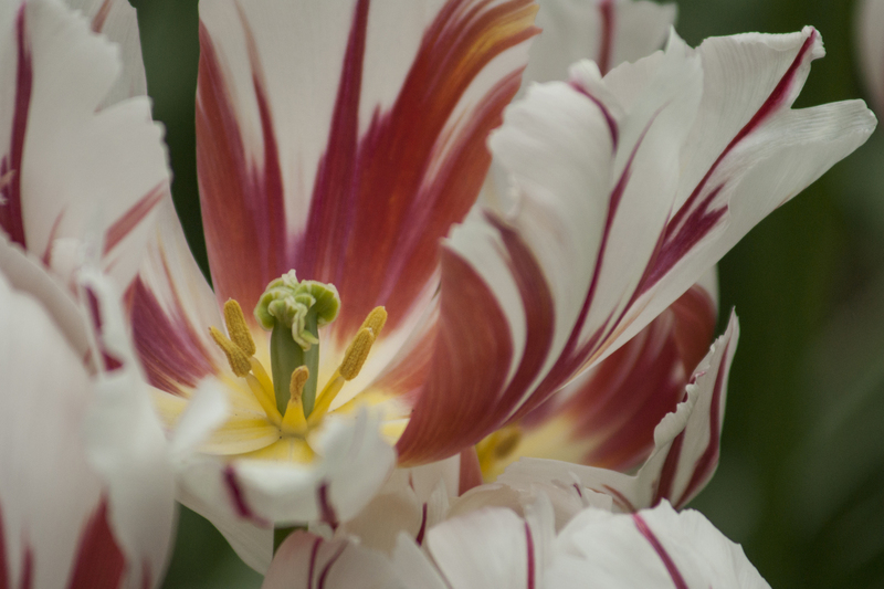 Tulp