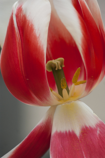 Tulp