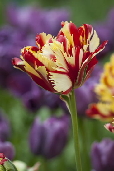 Tulp