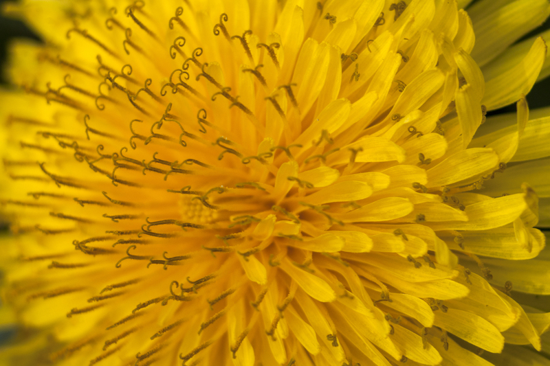 Paardenbloem