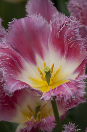 Tulp