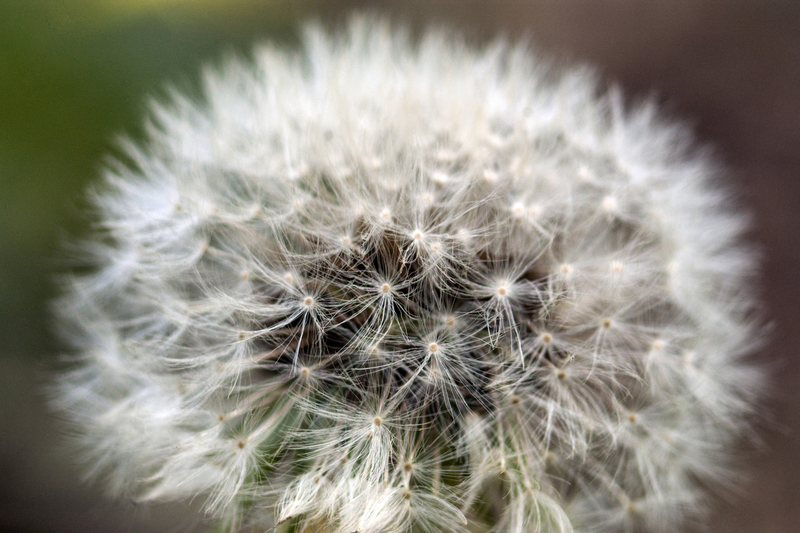 Paardenbloem