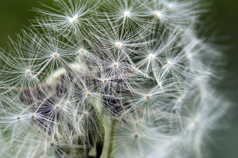 Paardenbloem