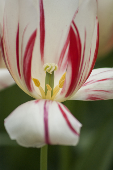 Tulp