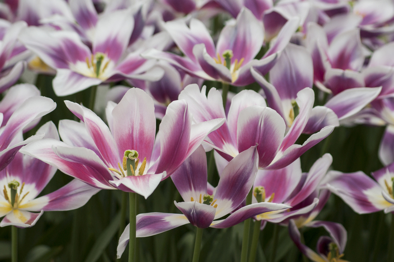 Tulpen