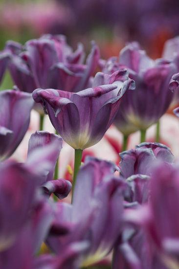 Tulpen