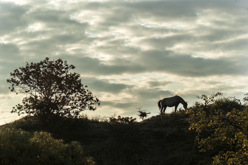 Paard