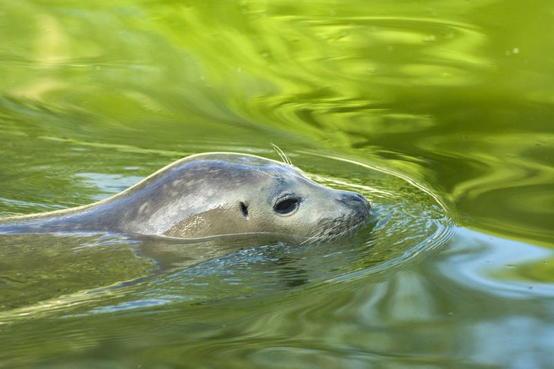 Zeehond