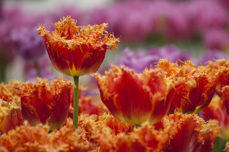 Tulpen