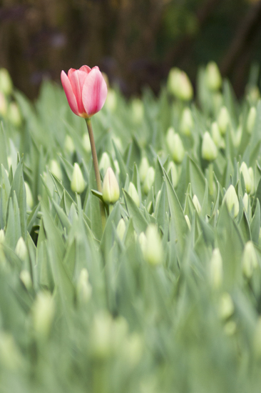 Tulpen