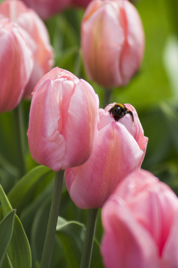 Tulpen