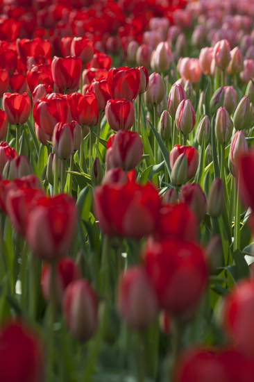 Tulpen