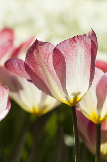 Tulpen