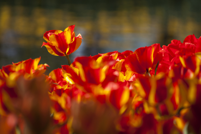 Tulpen
