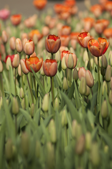 Tulpen
