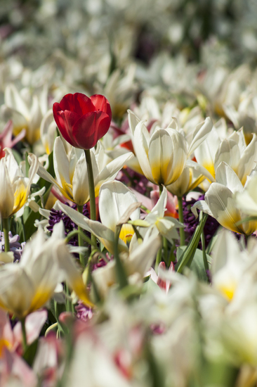 Tulpen