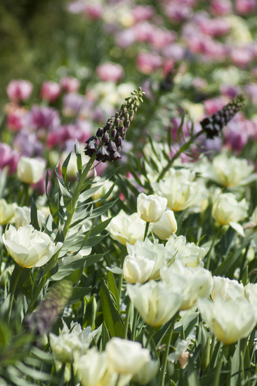 Tulpen