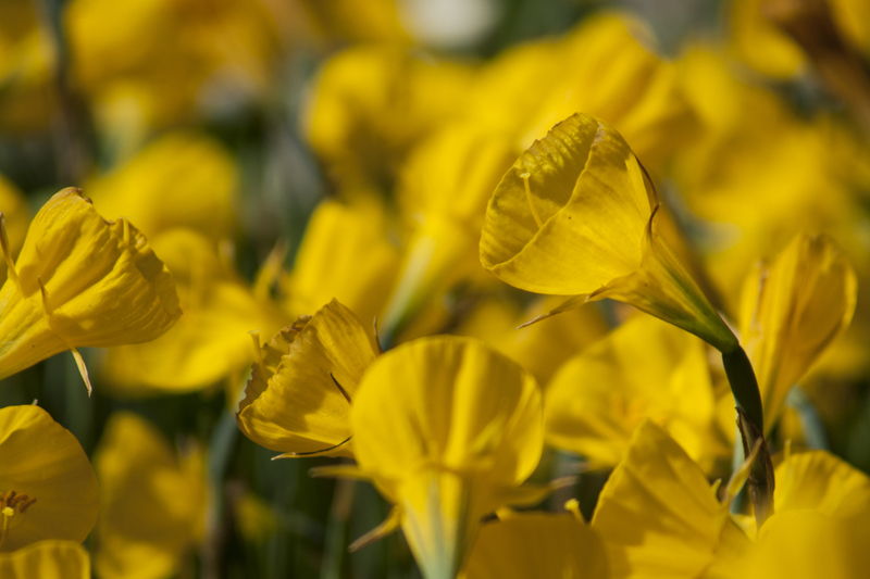 Narcissen