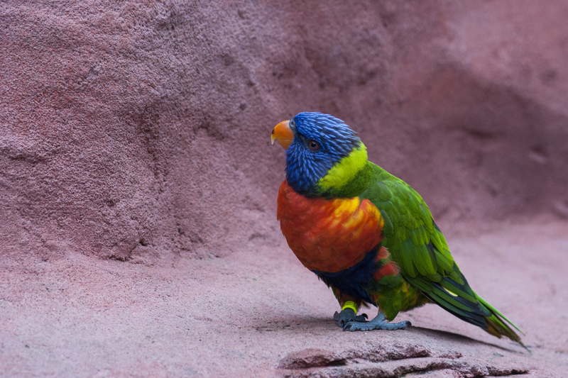 Regenbooglori