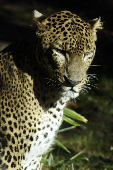 Panter
