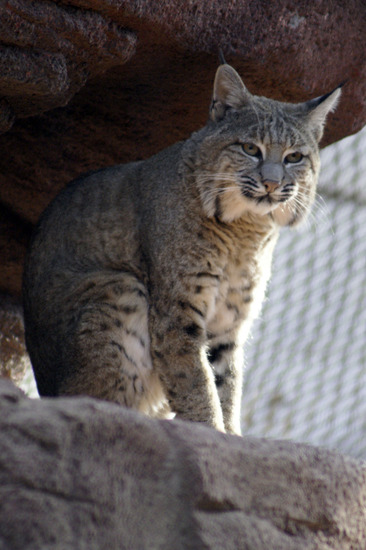 Lynx