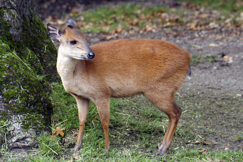 Rode duiker