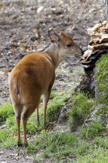 Rode duiker