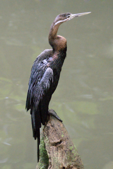 Slangenhalsvogel
