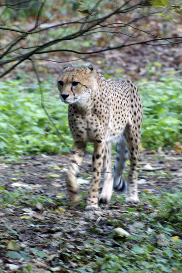 Cheetah