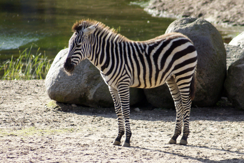 Zebra