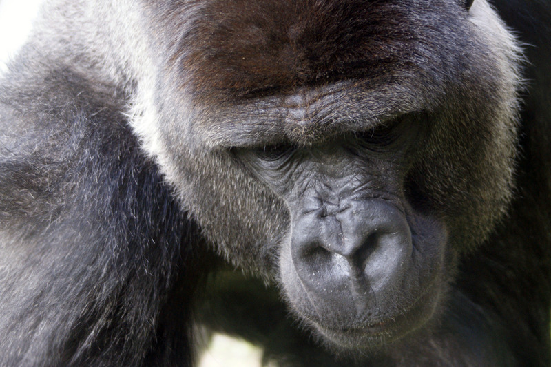 Gorilla