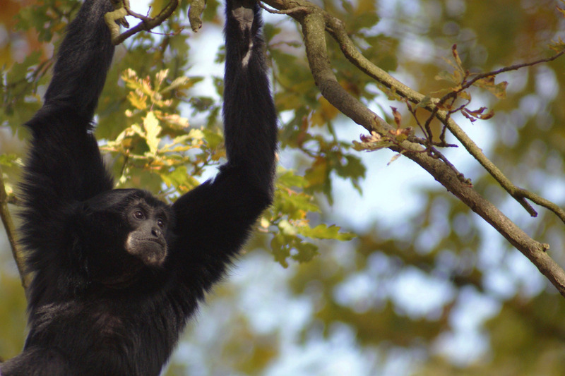 Siamang