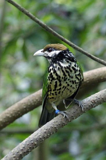 Witoorkatvogel
