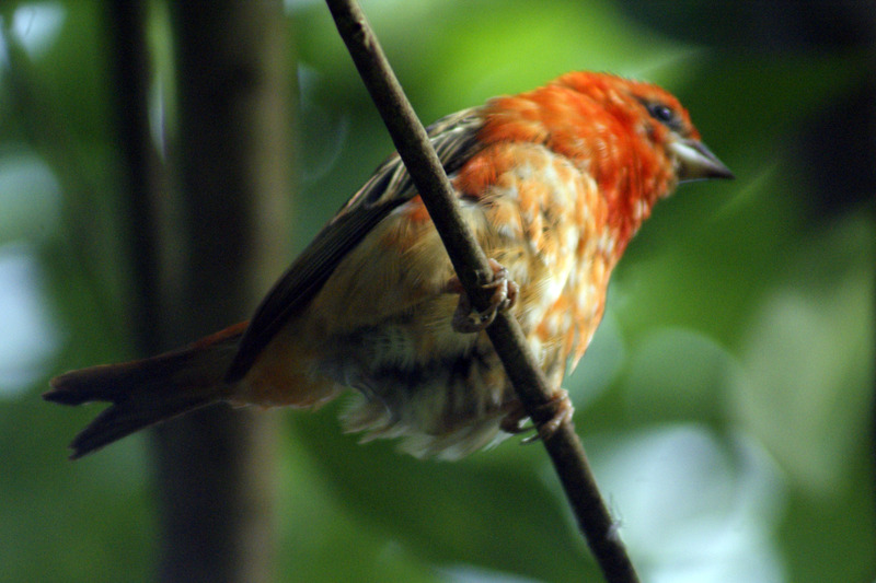 Madagascarwever