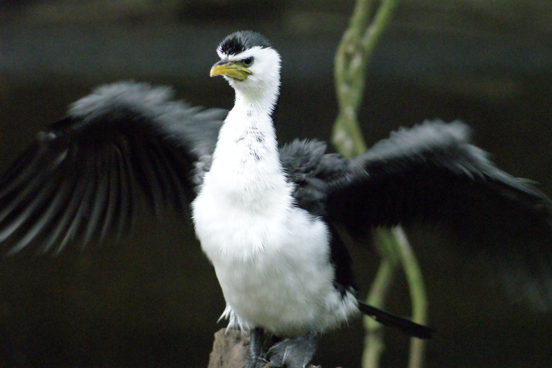 Australische dwergaalscholver
