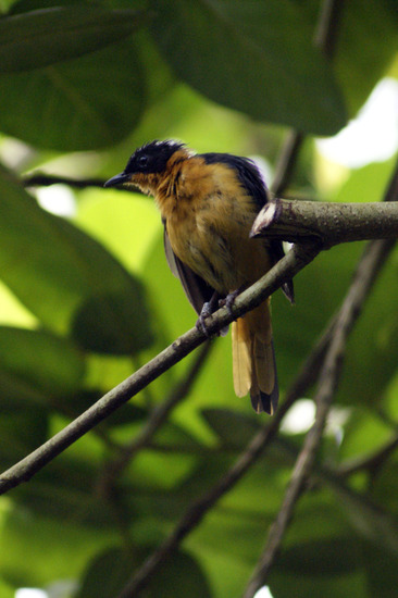 Vogel