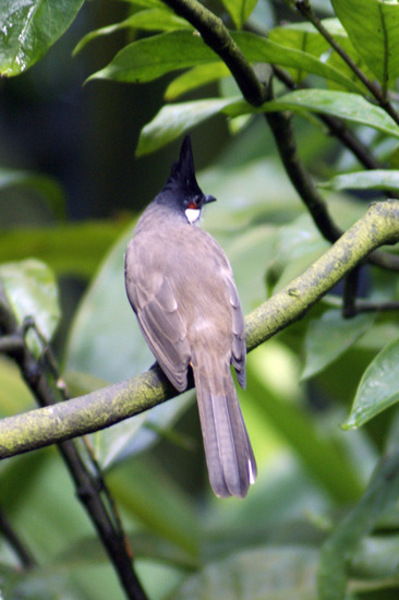 Vogel