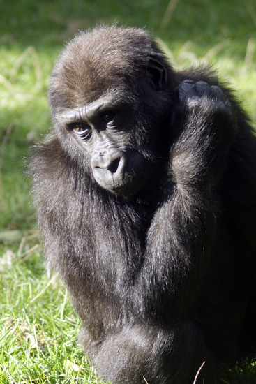 Gorilla